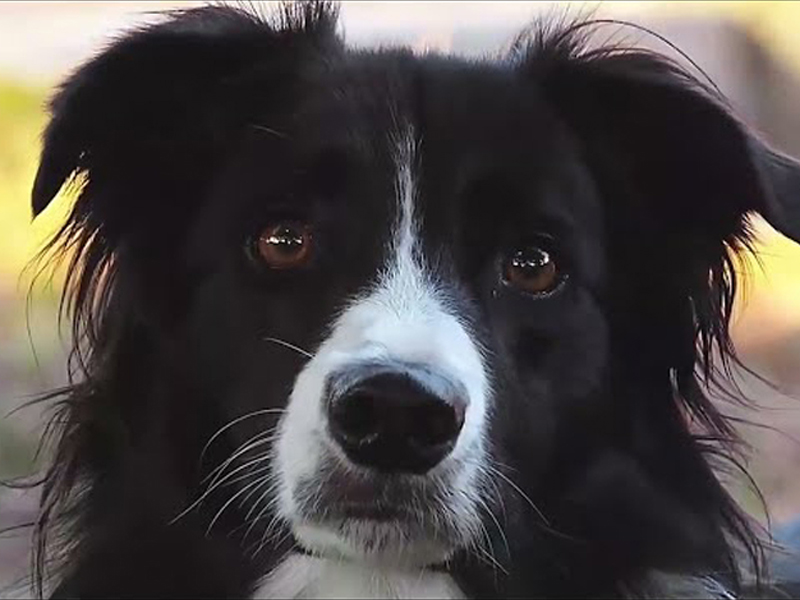 Gambol Pet Food: передовая технология производства